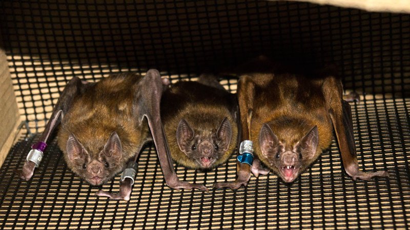 Vampire Bats Form Close Bonds with Each Other by Sharing their Meals