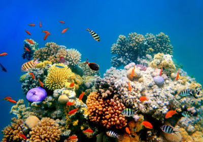 Warming Acidic Oceans Might Almost Wipe Out Coral Reef Home By 2100